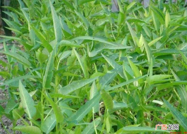 打疫苗可以吃空心菜吗