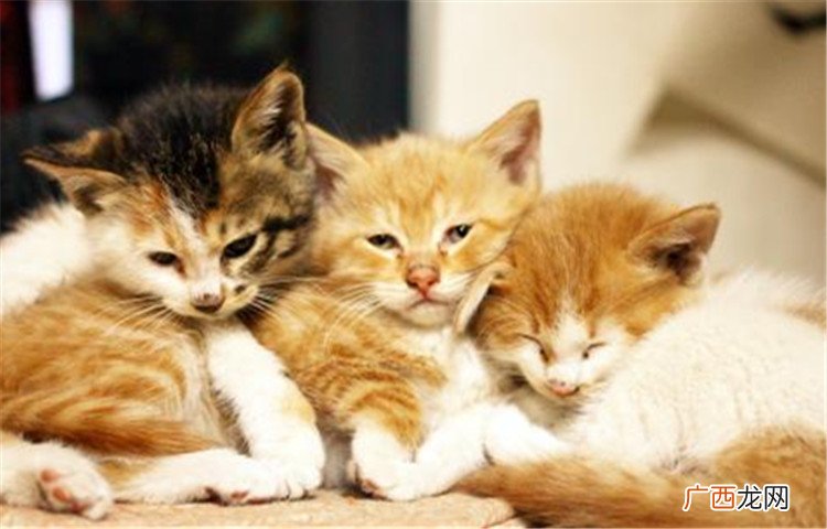 猫咪发情的症状是什么,猫发情大概有？