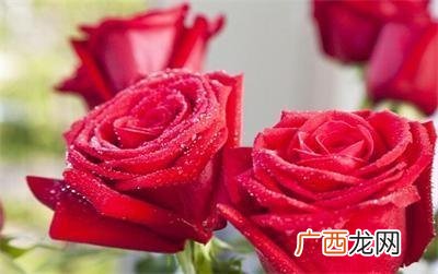 玫瑰花能吃吗,黄玫瑰可以吃吗？