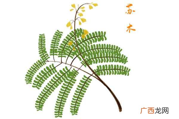 苏木的功效与作用