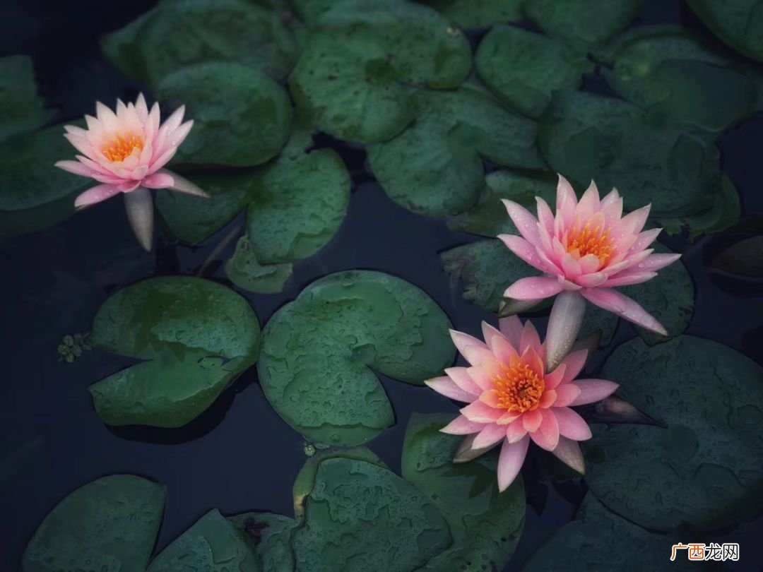 一花一世界一叶一菩提什么意思,一念一菩提一花一世界意思？