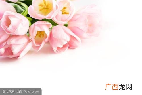 粉色郁金香花语是什么,博爱花语的话？