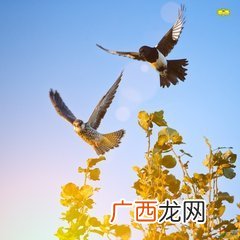 鸟兽的成语,作鸟兽散是什么意思？