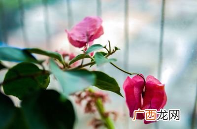 花开了什么意思,花开花落是什么意思？