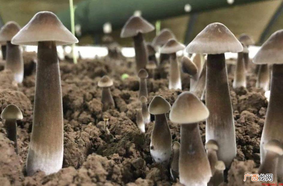 黑皮鸡枞菌要焯水吗?_健康频道 黑皮鸡枞菌要焯水吗