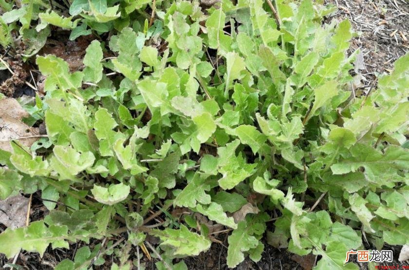 还阳草形状特点有什么? 还阳草形态特征有哪些