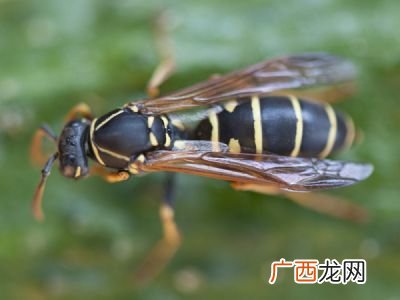 中蜂什么时候分蜂,一年中蜂什么时候停止分蜂？