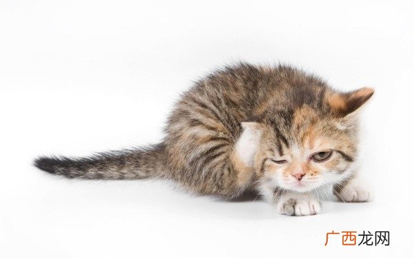 小猫什么时候驱虫,半个月大小奶猫怎么驱虫？