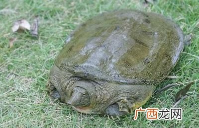 甲鱼的苦胆破了怎么处理,甲鱼怎么取胆？