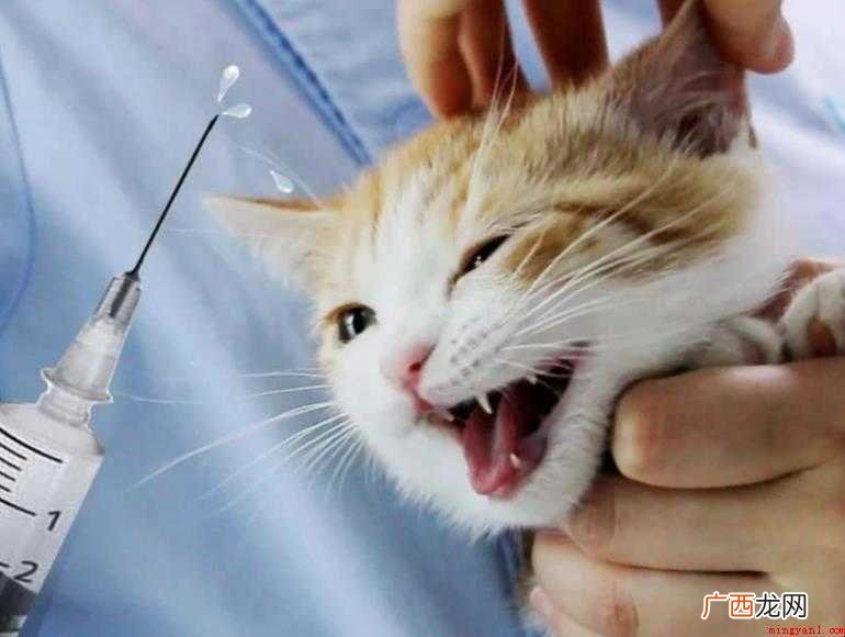 猫咪疫苗品种有哪些