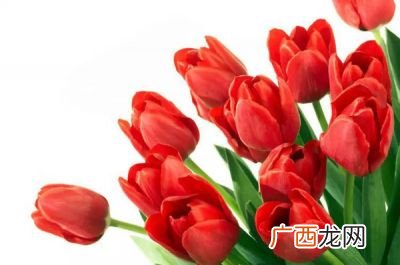 红色郁金香的花语是什么,紫，黄，红色的郁金香的花语各是什么？