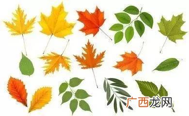 树叶像什么形状,什么形状的树叶像树?
