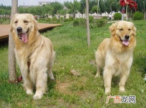 金毛咬人吗,养了5年的金毛为什么会咬人？