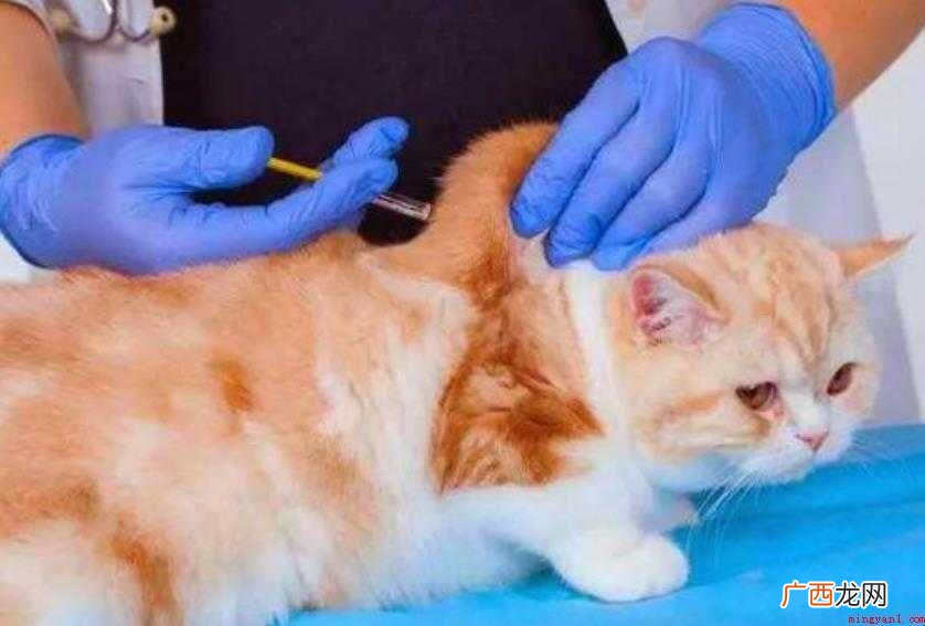 小猫几个月的时候要打疫苗