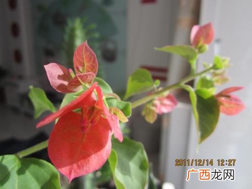 鼻子插大葱的歇后语是什么,猪鼻子里插大葱的下一句是什么？