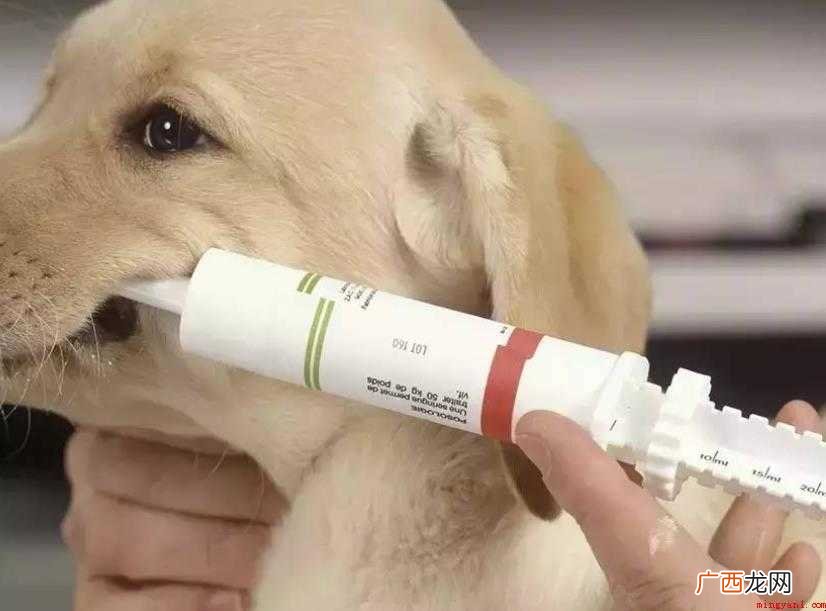 狗狗疫苗去哪里打