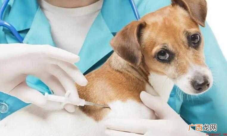 狗咬伤后疫苗多少钱