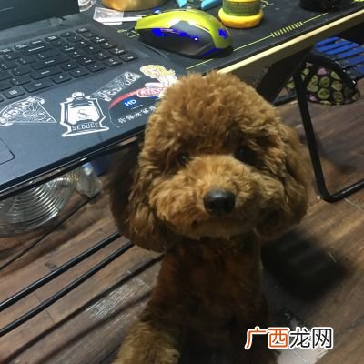 泰迪好养吗,灰泰迪为什么不好养？