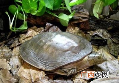 甲鱼壳怎么处理,甲鱼壳怎么切？