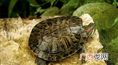 龟背蛇腰不可交什么意思,龟背蛇腰不可交什么意思？