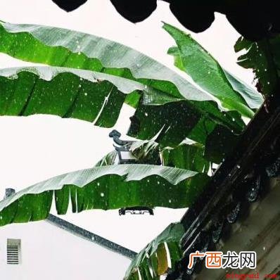 雨打芭蕉是哪里的音乐