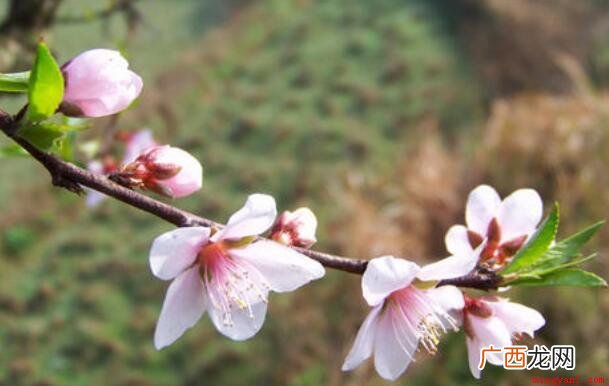 桃李芬芳成语出自资治通鉴 桃李芬芳是什么意思
