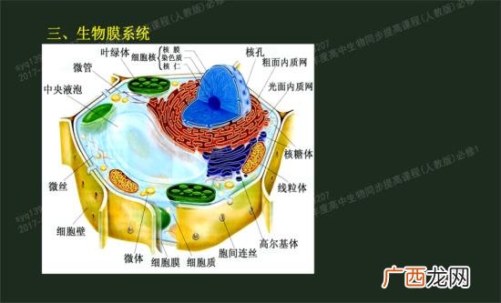 类囊体膜是否属于生物膜系统,叶绿体类囊体薄膜和染色体的组成元素中都有？