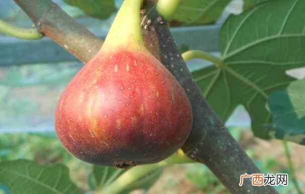 无花果怎么吃
