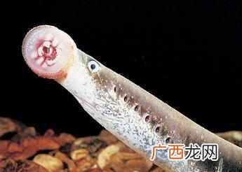 七鳃鳗的特点,七鳃鳗保护等级？