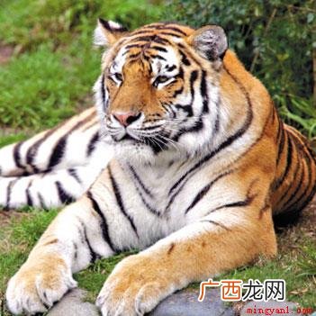 西伯利亚虎是现存世界上最大的老虎,其中雄性体长可达2