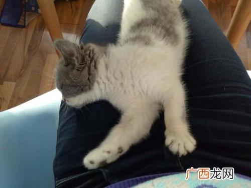 蓝白猫是什么猫配出来的,蓝白猫和什么配?