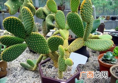 仙人掌果能吃吗,仙人掌开花结果能吃吗？