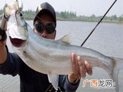 怎么钓翘嘴,翘嘴鱼解饵最好方法？