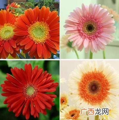 弗朗花太阳花的区别,弗朗花有毒吗？