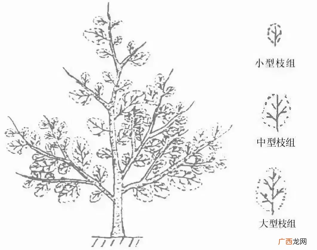 枝组词有哪些,什么枝独秀成语？