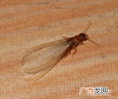 飞蚂蚁咬人怎么处理,长着翅膀的蚂蚁有没有毒？