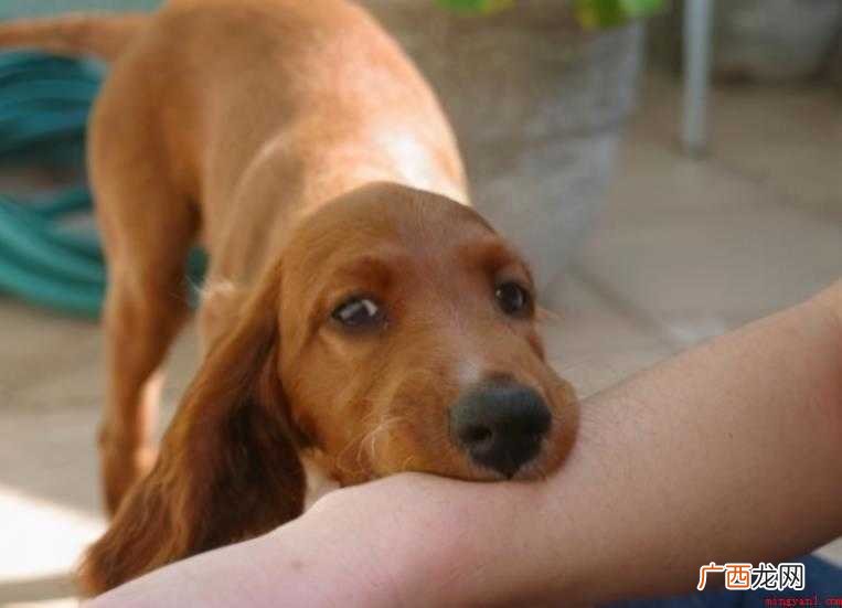 被打完狂犬疫苗的狗咬了怎么办