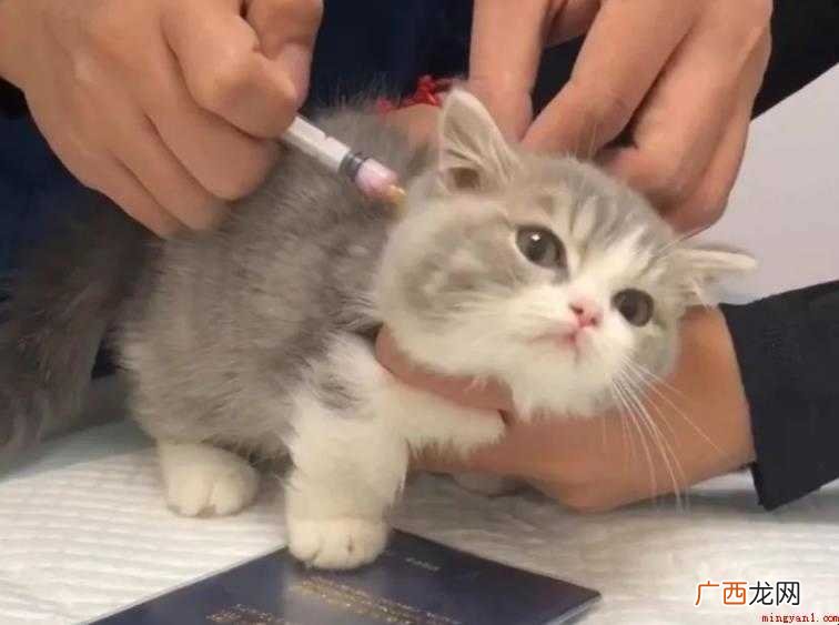 被打了疫苗的猫咬了要打针吗