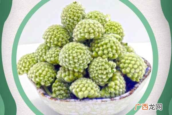 绿萝花的功效与作用有哪些