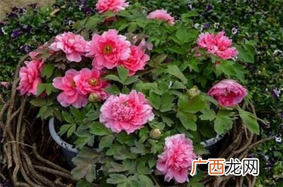家里为什么不能养牡丹,家里栽白牡丹好吗？