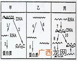 为什么说酶的化学本质是蛋白质,什么是酶高级结构？