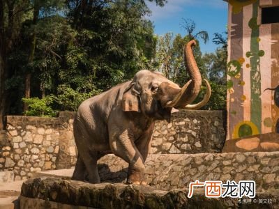 广州动物园在广州什么地方,广州动物园在广州什么区？
