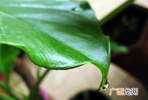 哪些植物有奇妙现象,有趣的植物现象阅读理解三年级？