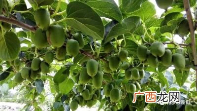 奇异莓是杂交品种吗,新西兰水果排行榜？