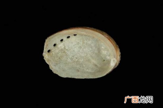 石决明是什么,石决明是什么动物的壳？