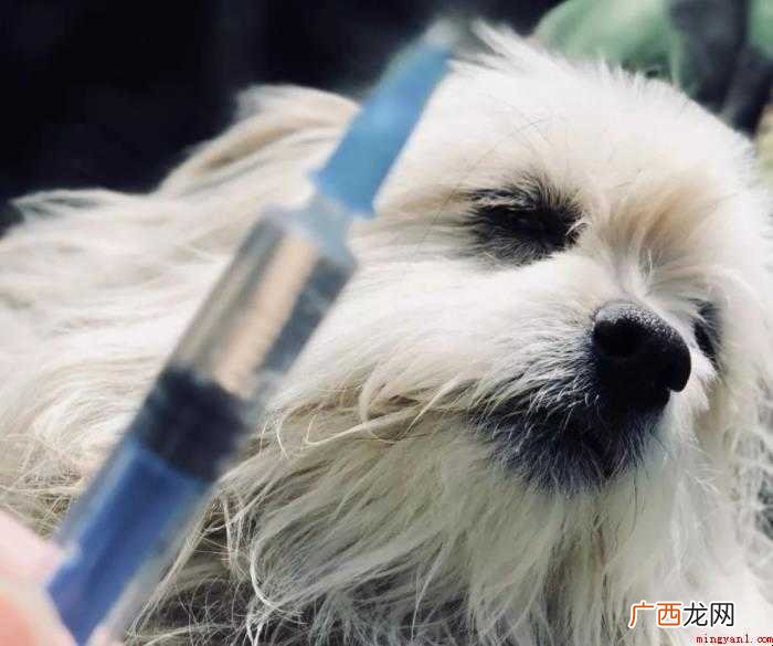 狗刚打完疫苗要注意什么