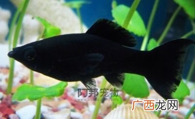 黑玛丽鱼生的小鱼怎么养,刚出生的黑玛丽幼崽多久可以换水？