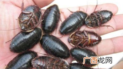 土元虫的养殖技术是什么,什么样的养土适合土鳖虫生长？
