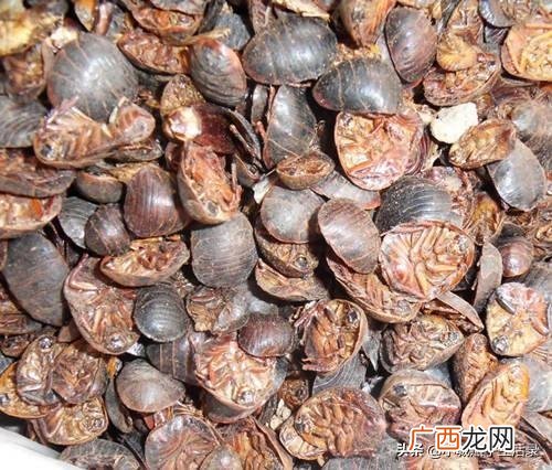 土元虫的养殖技术是什么,什么样的养土适合土鳖虫生长？