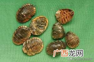土元虫的养殖技术是什么,什么样的养土适合土鳖虫生长？